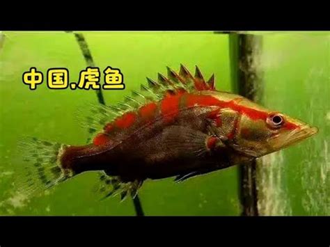 紅色魚種類 虎紋深面相